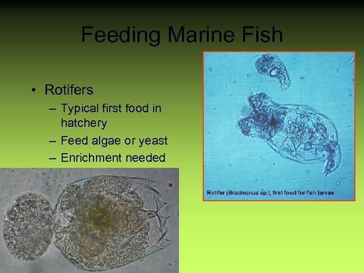 Vs Aquaculture Live or Prepared Feeds Man-made