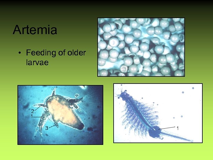 Artemia • Feeding of older larvae 