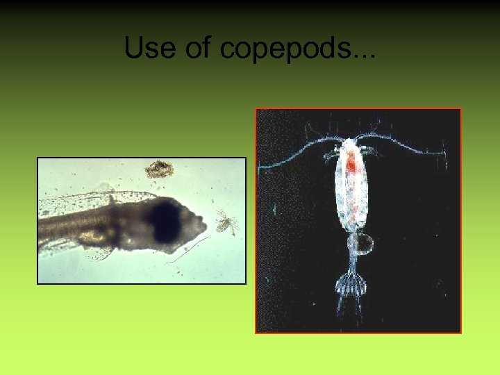 Use of copepods. . . 