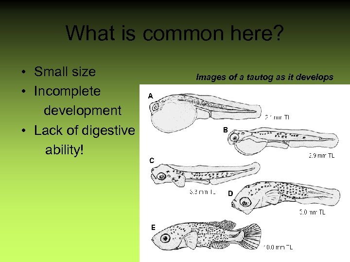 What is common here? • Small size • Incomplete development • Lack of digestive