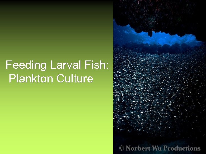 Feeding Larval Fish: Plankton Culture 