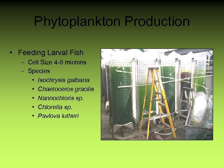 Phytoplankton Production • Feeding Larval Fish – Cell Size 4 -8 microns – Species