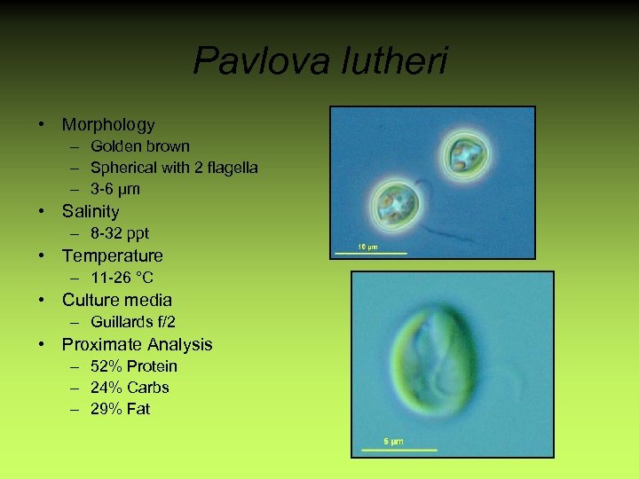 Pavlova lutheri • Morphology – Golden brown – Spherical with 2 flagella – 3
