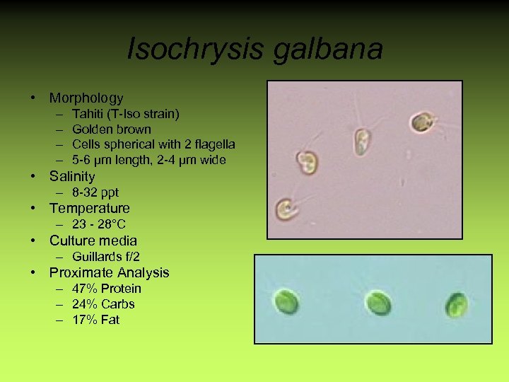 Isochrysis galbana • Morphology – – Tahiti (T-Iso strain) Golden brown Cells spherical with