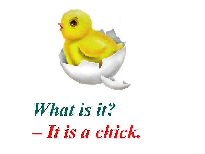 What is it? – It is a chick. 