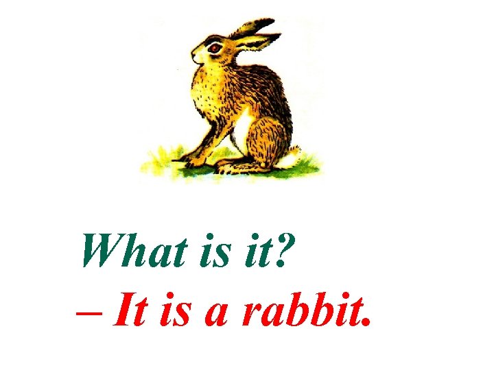 What is it? – It is a rabbit. 