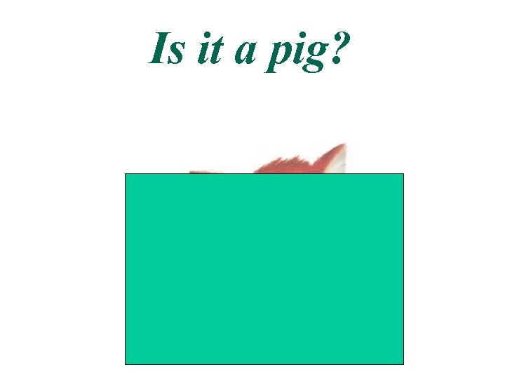 Is it a pig? 