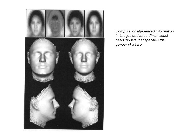 Computationally-derived information in images and three dimensional head models that specifies the gender of