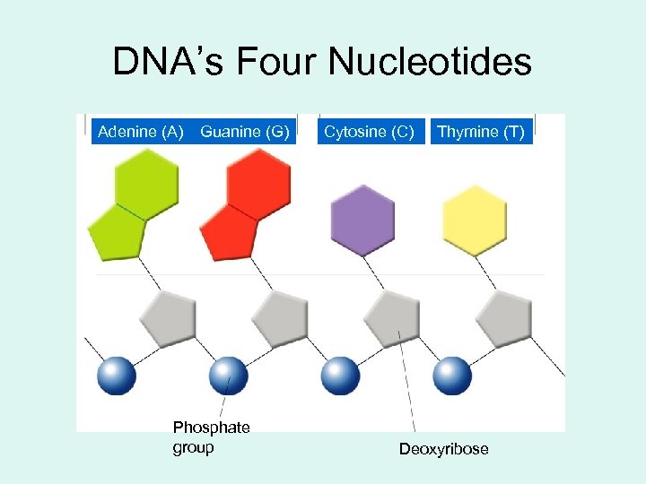 DNA’s Four Nucleotides Adenine (A) Guanine (G) Phosphate group Cytosine (C) Thymine (T) Deoxyribose