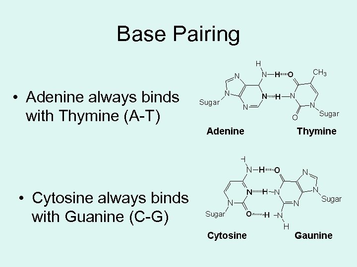 Base Pairing • Adenine always binds with Thymine (A-T) • Cytosine always binds with