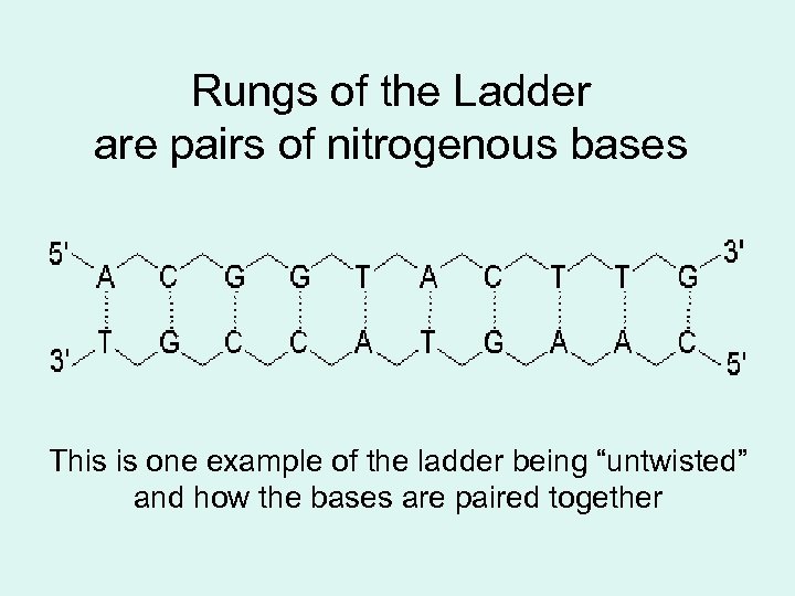 Rungs of the Ladder are pairs of nitrogenous bases This is one example of