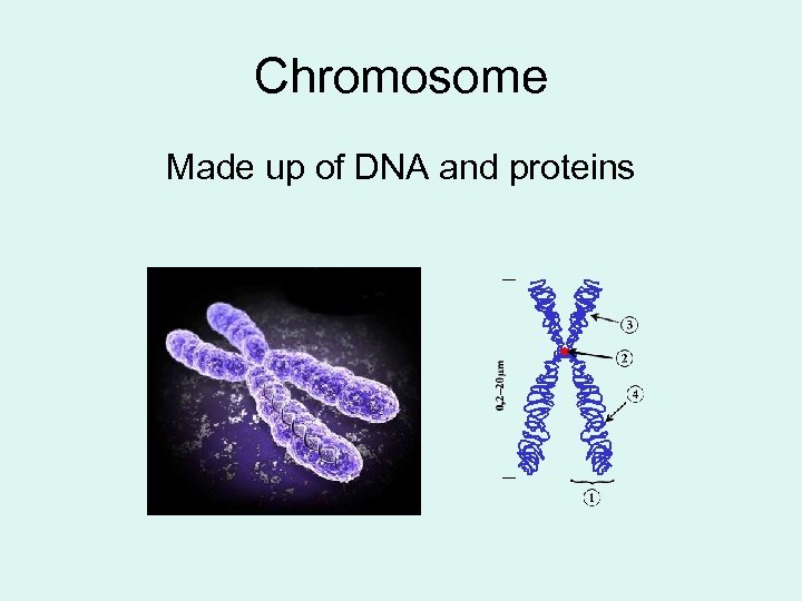 Chromosome Made up of DNA and proteins 