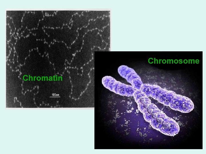 Chromosome Chromatin 