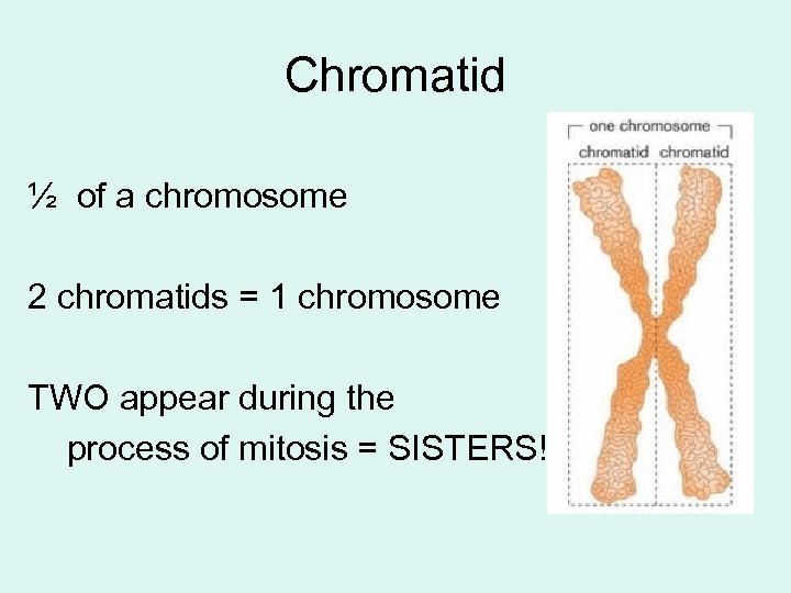 Chromatid ½ of a chromosome 2 chromatids = 1 chromosome TWO appear during the
