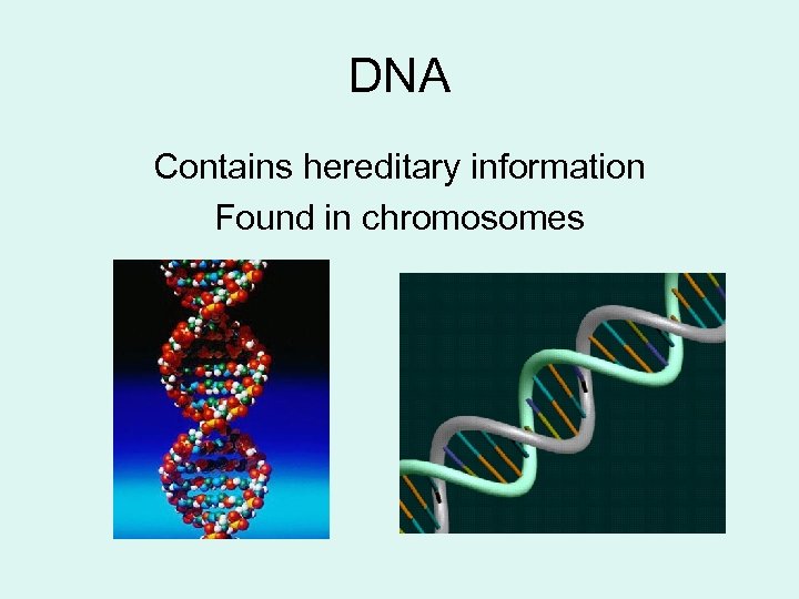 DNA Contains hereditary information Found in chromosomes 