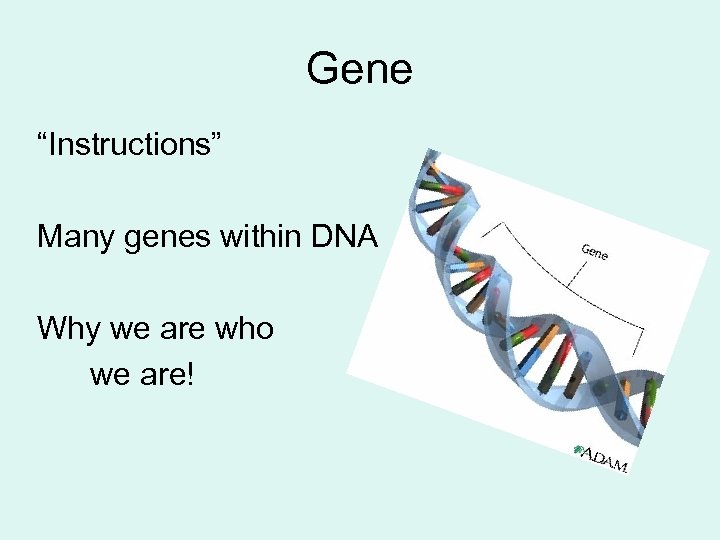 Gene “Instructions” Many genes within DNA Why we are who we are! 