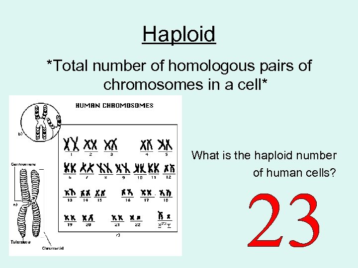 Haploid *Total number of homologous pairs of chromosomes in a cell* What is the