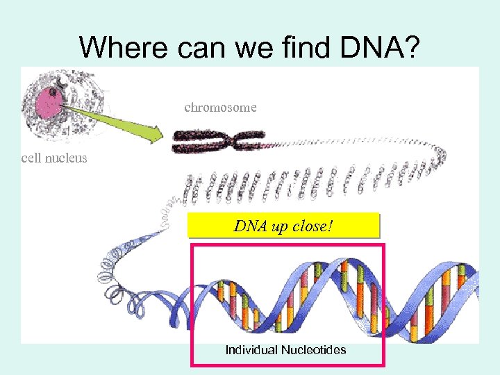 Where can we find DNA? chromosome cell nucleus Double stranded DNA molecule DNA up