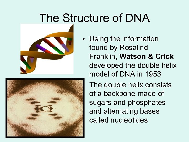 The Structure of DNA • Using the information found by Rosalind Franklin, Watson &