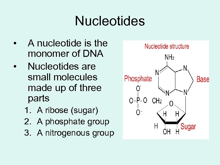 Nucleotides • • A nucleotide is the monomer of DNA Nucleotides are small molecules