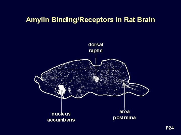 Amylin Binding/Receptors in Rat Brain dorsal raphe nucleus accumbens area postrema P 24 