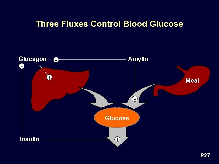 Three Fluxes Control Blood Glucose Glucagon Amylin - - + Meal Glucose Insulin +