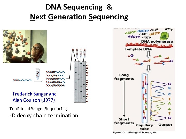 DNA Sequencing & Next Generation Sequencing Frederick Sanger and Alan Coulson (1977) Traditional Sanger