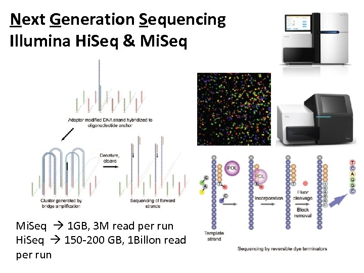 Next Generation Sequencing Illumina Hi. Seq & Mi. Seq 1 GB, 3 M read