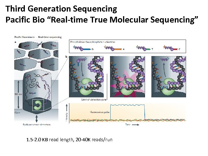 Third Generation Sequencing Pacific Bio “Real-time True Molecular Sequencing” 1. 5 -2. 0 KB