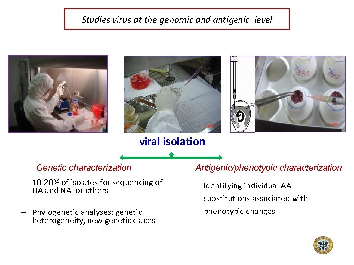 Studies virus at the genomic and antigenic level viral isolation Genetic characterization – 10