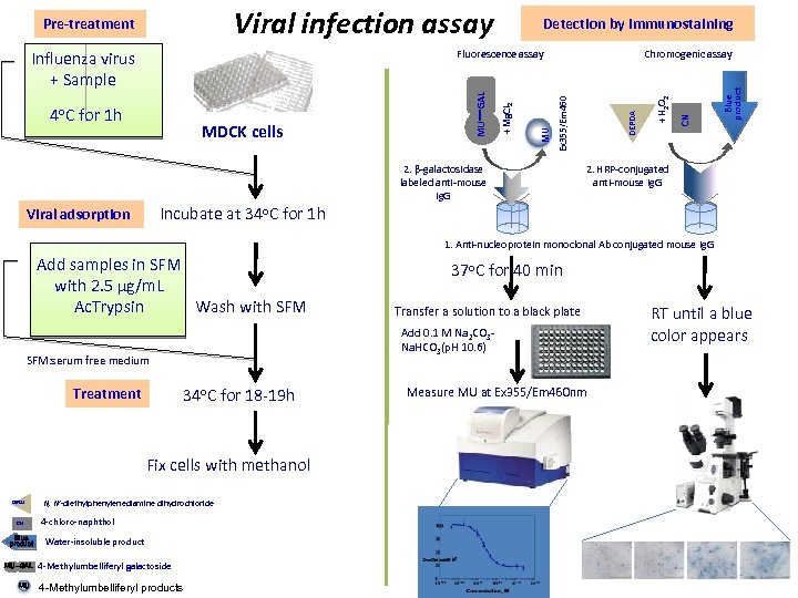 Viral infection assay 2. β-galactosidase labeled anti-mouse Ig. G DEPDA Blue product Chromogenic assay