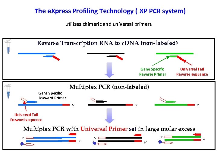 The e. Xpress Profiling Technology ( XP PCR system) utilizes chimeric and universal primers