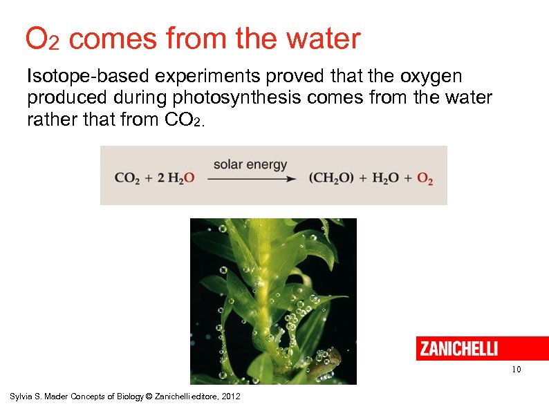 O 2 comes from the water Isotope-based experiments proved that the oxygen produced during