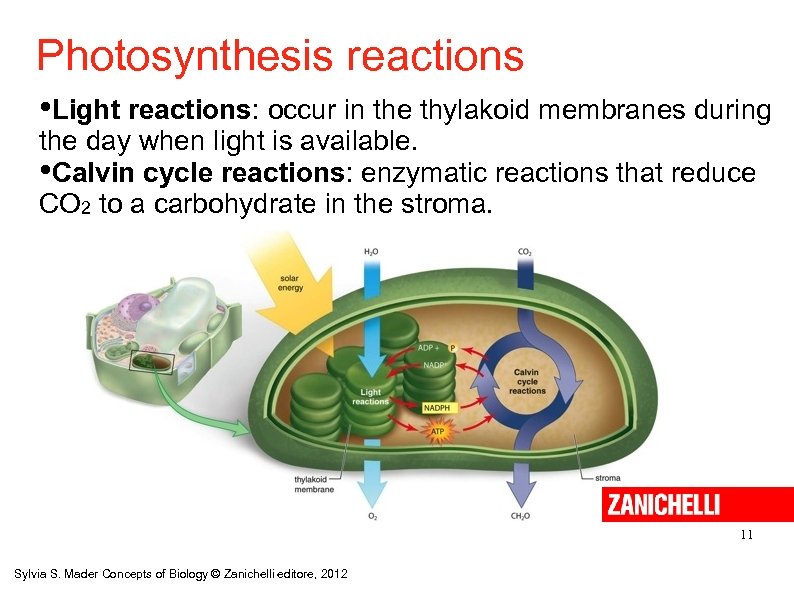 Photosynthesis reactions • Light reactions: occur in the thylakoid membranes during the day when