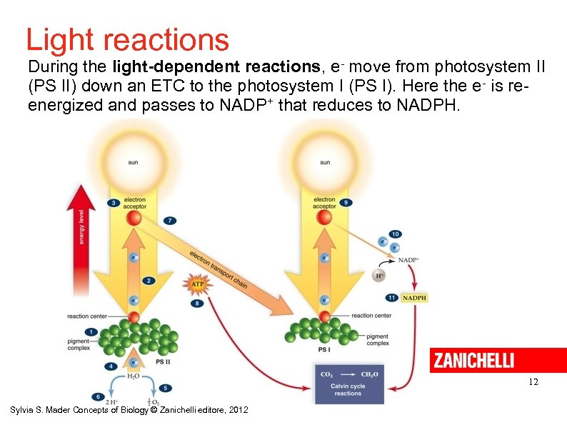 Light reactions During the light-dependent reactions, e- move from photosystem II (PS II) down