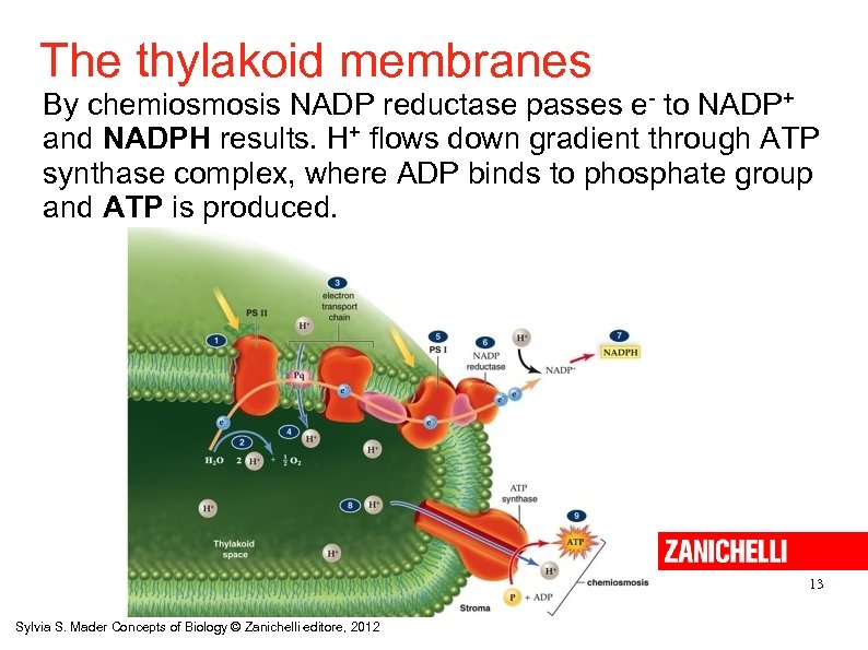 The thylakoid membranes By chemiosmosis NADP reductase passes e- to NADP+ and NADPH results.