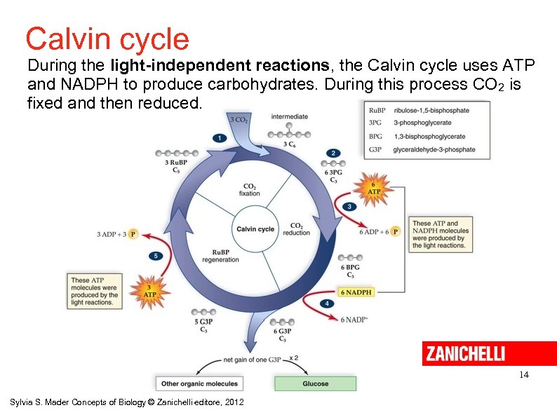 Calvin cycle During the light-independent reactions, the Calvin cycle uses ATP and NADPH to