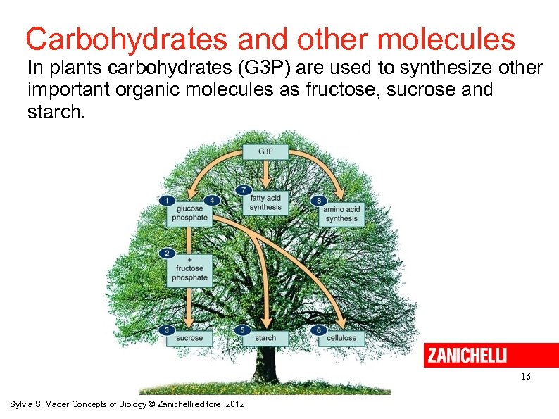 Carbohydrates and other molecules In plants carbohydrates (G 3 P) are used to synthesize