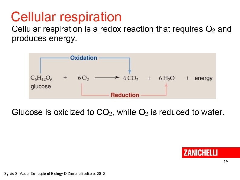 Cellular respiration is a redox reaction that requires O 2 and produces energy. Glucose