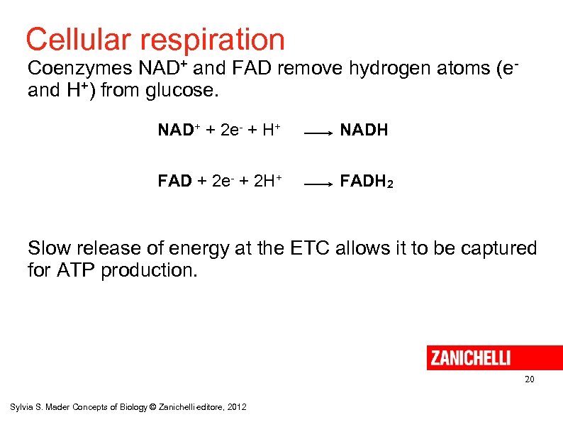 Cellular respiration Coenzymes NAD+ and FAD remove hydrogen atoms (eand H+) from glucose. NAD+