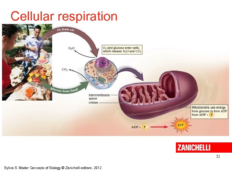 Cellular respiration 21 Sylvia S. Mader Concepts of Biology © Zanichelli editore, 2012 