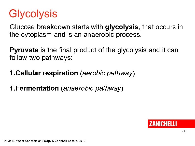 Glycolysis Glucose breakdown starts with glycolysis, that occurs in the cytoplasm and is an