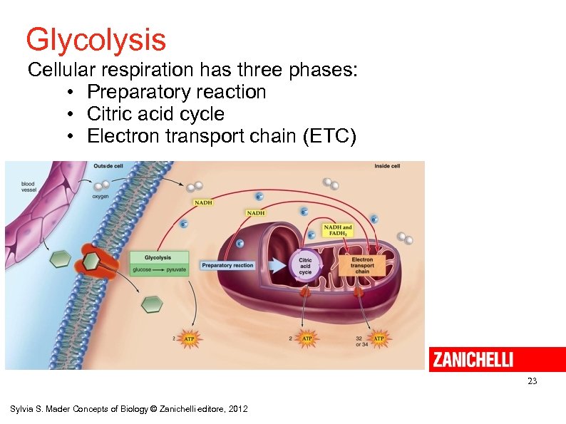 Glycolysis Cellular respiration has three phases: • Preparatory reaction • Citric acid cycle •