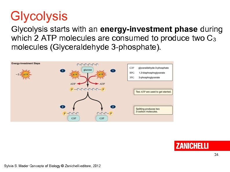 Glycolysis starts with an energy-investment phase during which 2 ATP molecules are consumed to