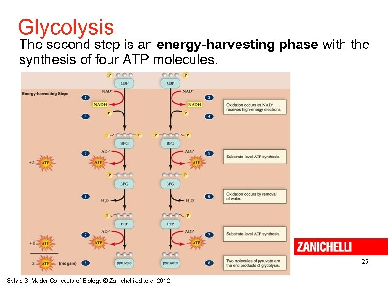 Glycolysis The second step is an energy-harvesting phase with the synthesis of four ATP