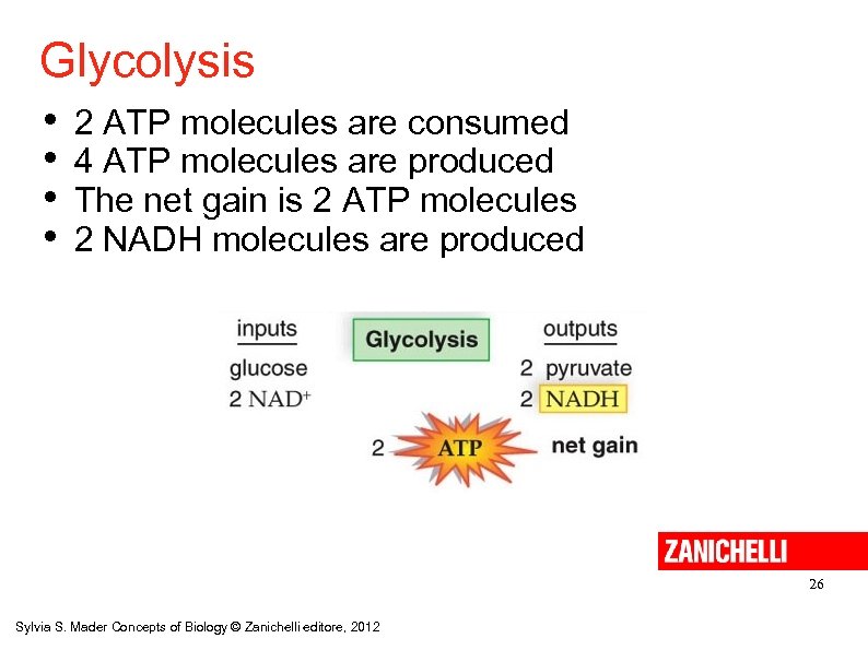 Glycolysis • • 2 ATP molecules are consumed 4 ATP molecules are produced The