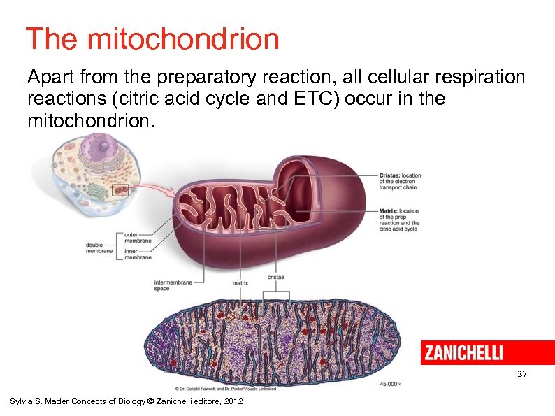 The mitochondrion Apart from the preparatory reaction, all cellular respiration reactions (citric acid cycle