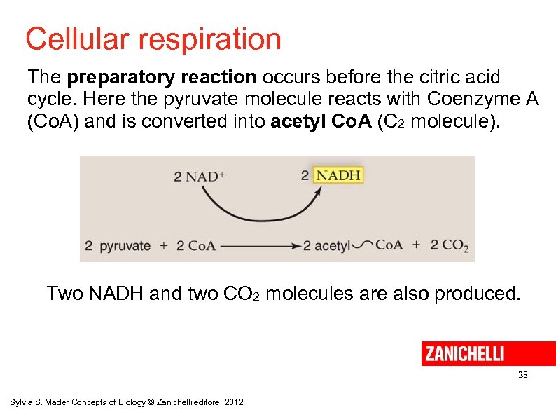 Cellular respiration The preparatory reaction occurs before the citric acid cycle. Here the pyruvate