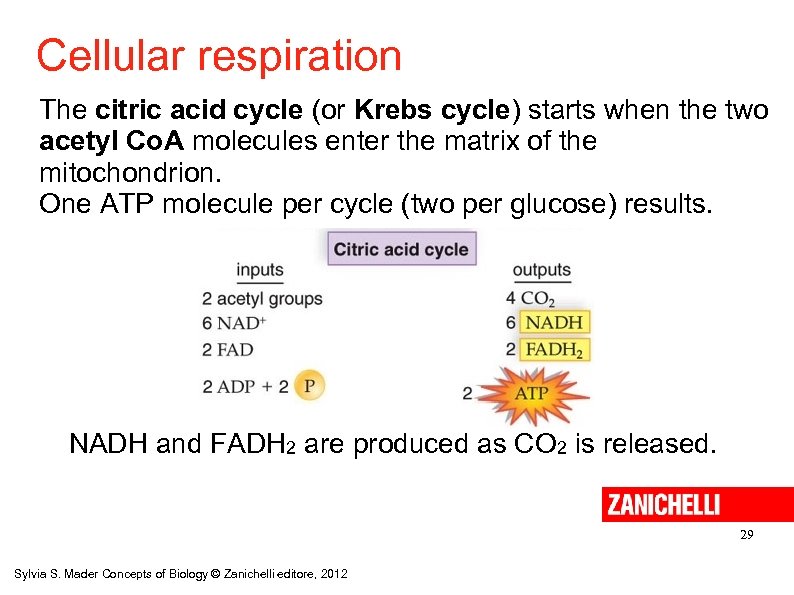 Cellular respiration The citric acid cycle (or Krebs cycle) starts when the two acetyl