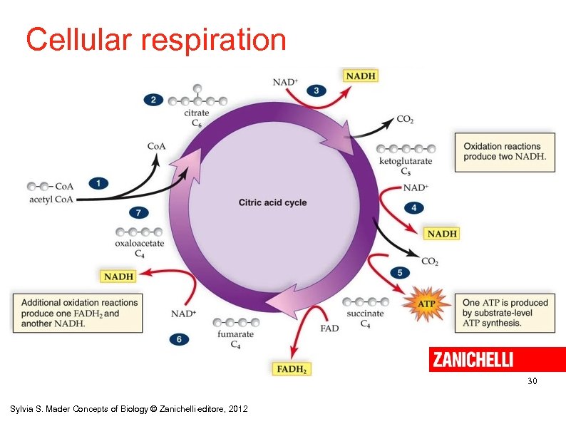 Cellular respiration 30 Sylvia S. Mader Concepts of Biology © Zanichelli editore, 2012 